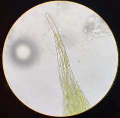 Sciuro-hypnum reflexum