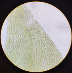 Sciuro-hypnum reflexum