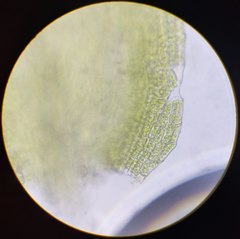 Sciuro-hypnum reflexum