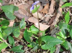 Viola inconspicua