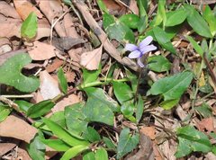 Viola inconspicua