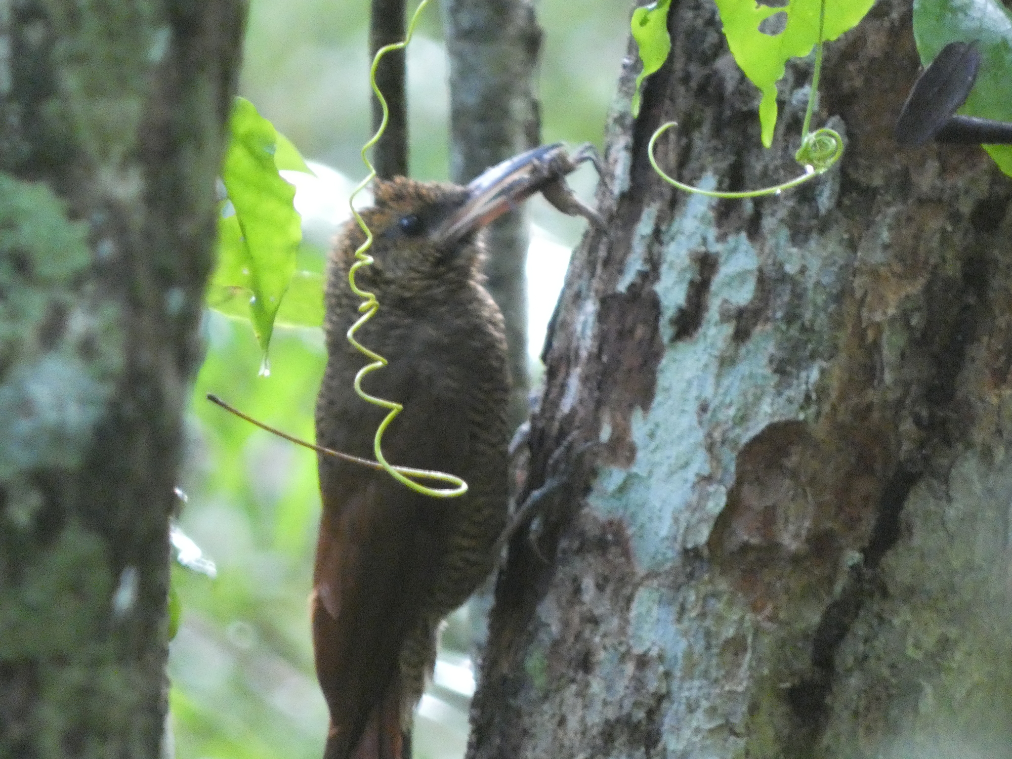 Northern Barred Woodcreeper (Dendrocolaptes sanctithomae), photo 6