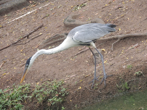 Cocoi Heron (Ardea cocoi), photo 5