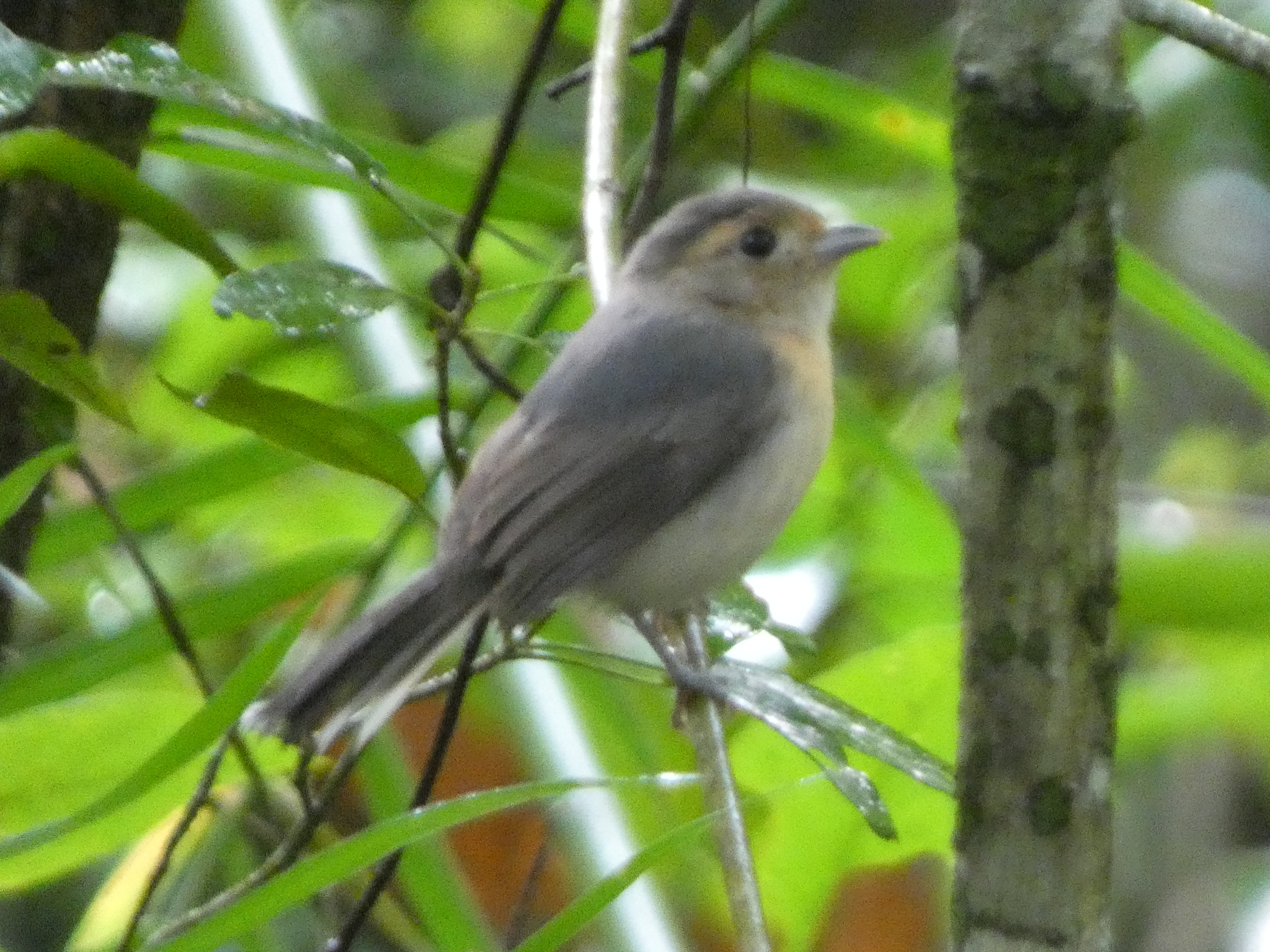Grey-throated Chat (Granatellus sallaei), photo 3