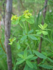 Euphorbia borodinii