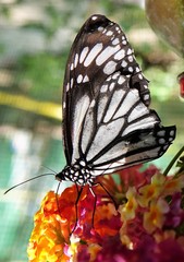 Danaus melanippus edmondii