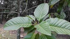 Magnolia hernandezii