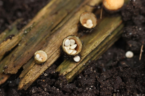 Crucibulum laeve — (c) Alexis Tinker-Tsavalas, some rights reserved (CC BY)