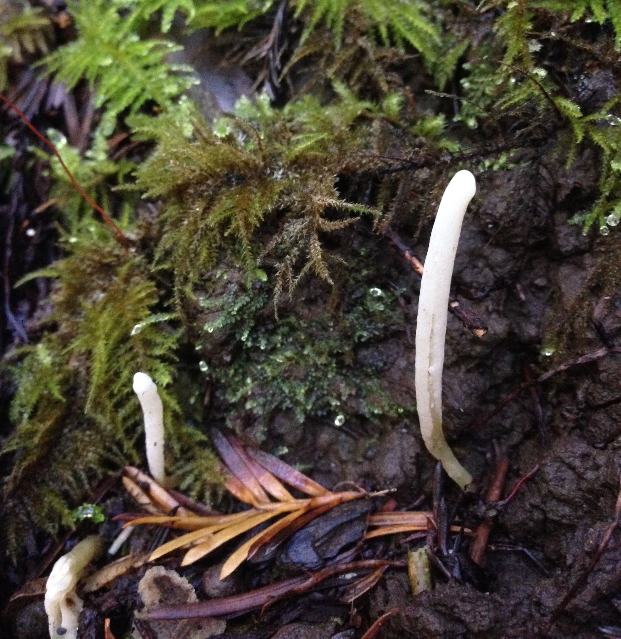 Clavaria falcata image