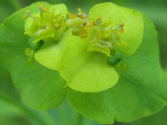 Euphorbia borodinii