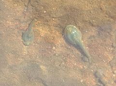 Triops australiensis