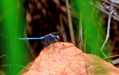 Orthetrum julia