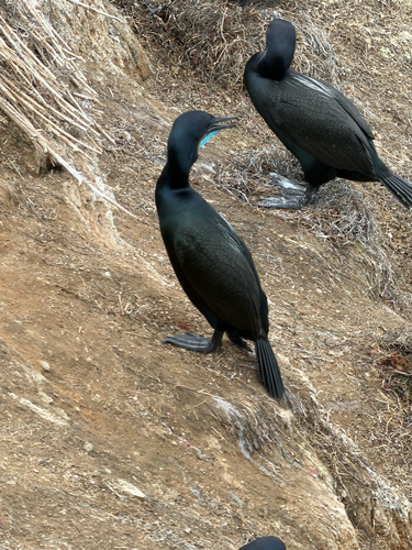 Brandt's Cormorant (Urile penicillatus), photo 6