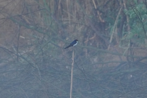 Wire-tailed Swallow (Hirundo smithii)