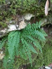 Asplenium fontanum