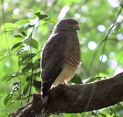 Roadside Hawk (Rupornis magnirostris), photo 10