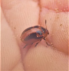 Calomela crassicornis