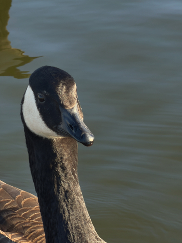 Canada Goose