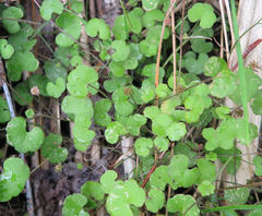 Hydrocotyle robusta