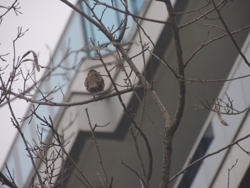 Pale-breasted Thrush (Turdus leucomelas), photo 7