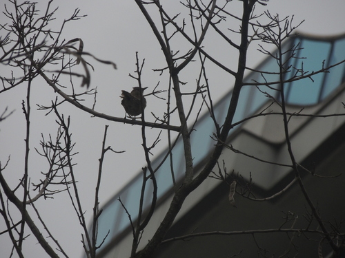 Pale-breasted Thrush (Turdus leucomelas), photo 8