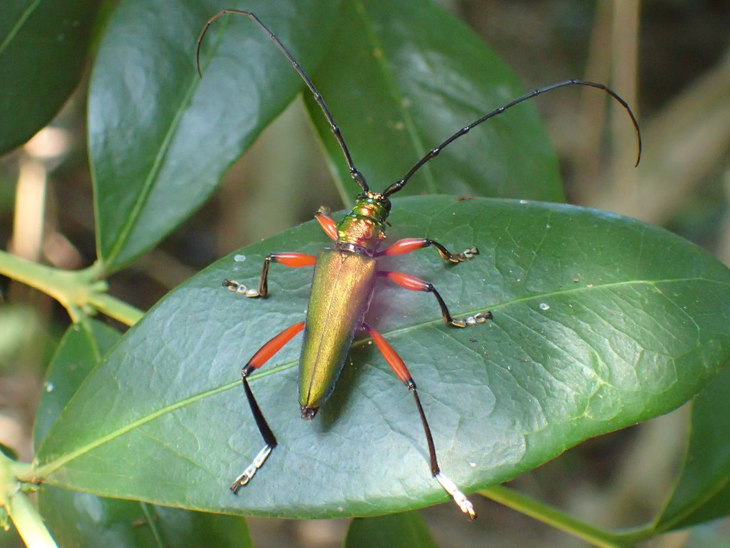 Philematium virens