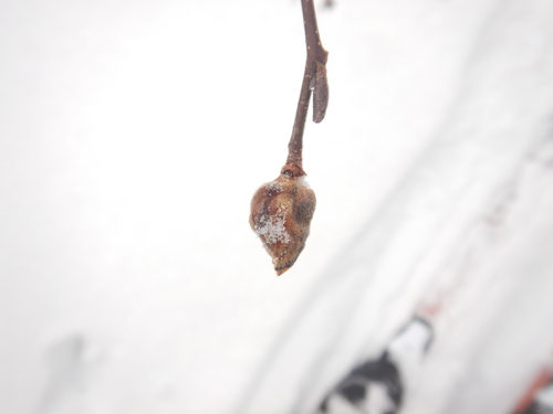 Unknown species found near Penobscot County, US-ME, US