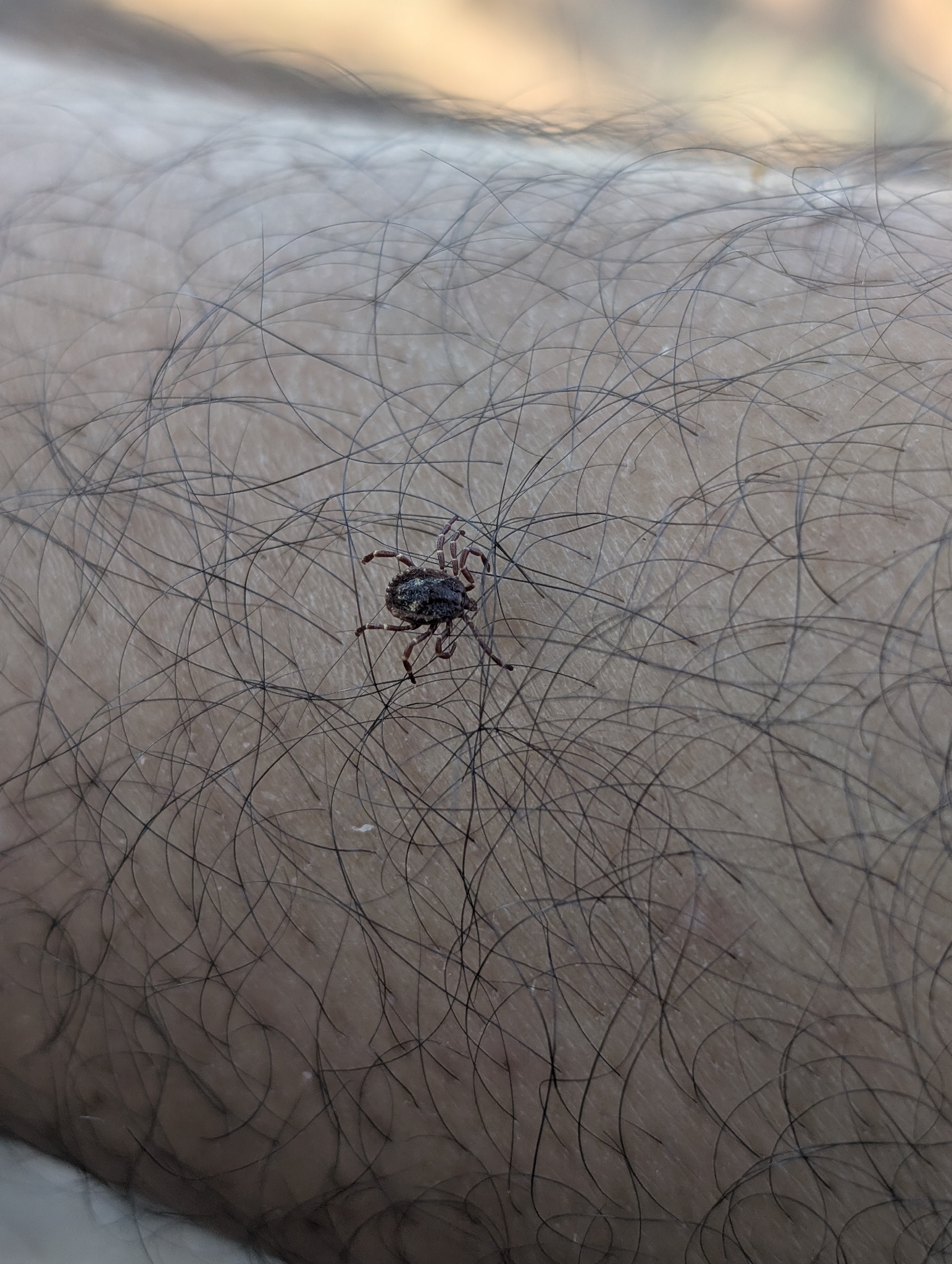 Amblyomma triguttatum Koch, 1844