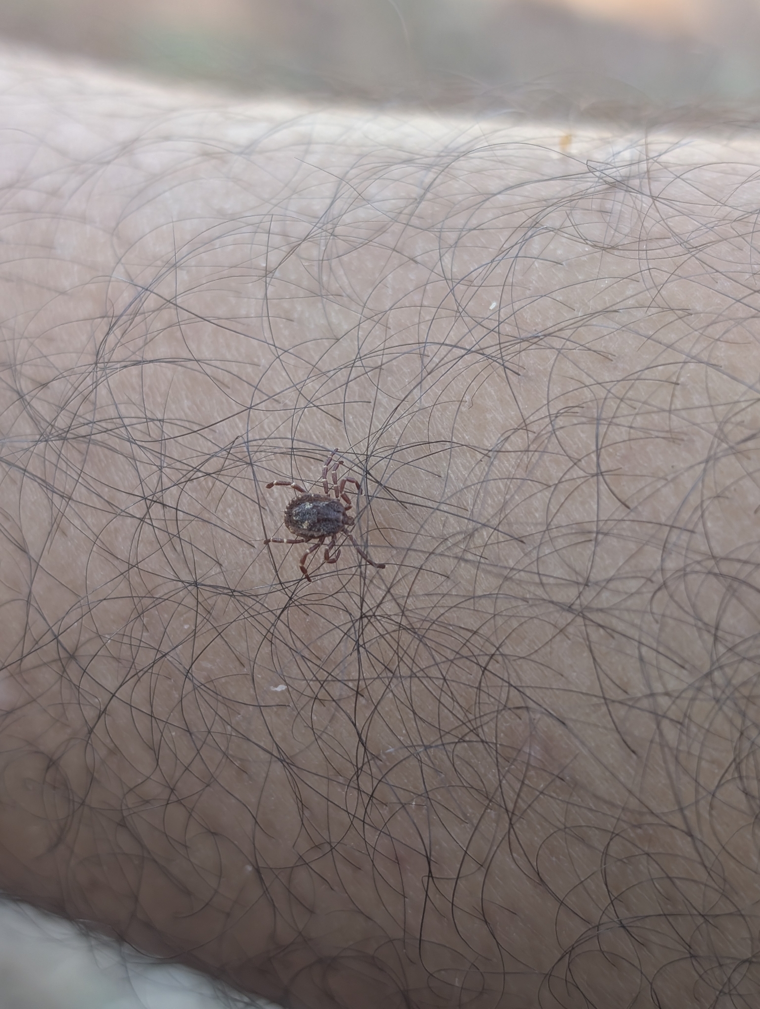 Amblyomma triguttatum Koch, 1844