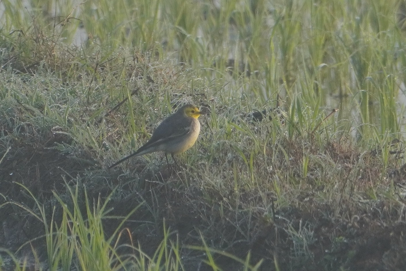 Citrine Wagtail (Motacilla citreola), photo 3