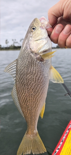 Croaker (Umbrina roncador) — Sciaenidae