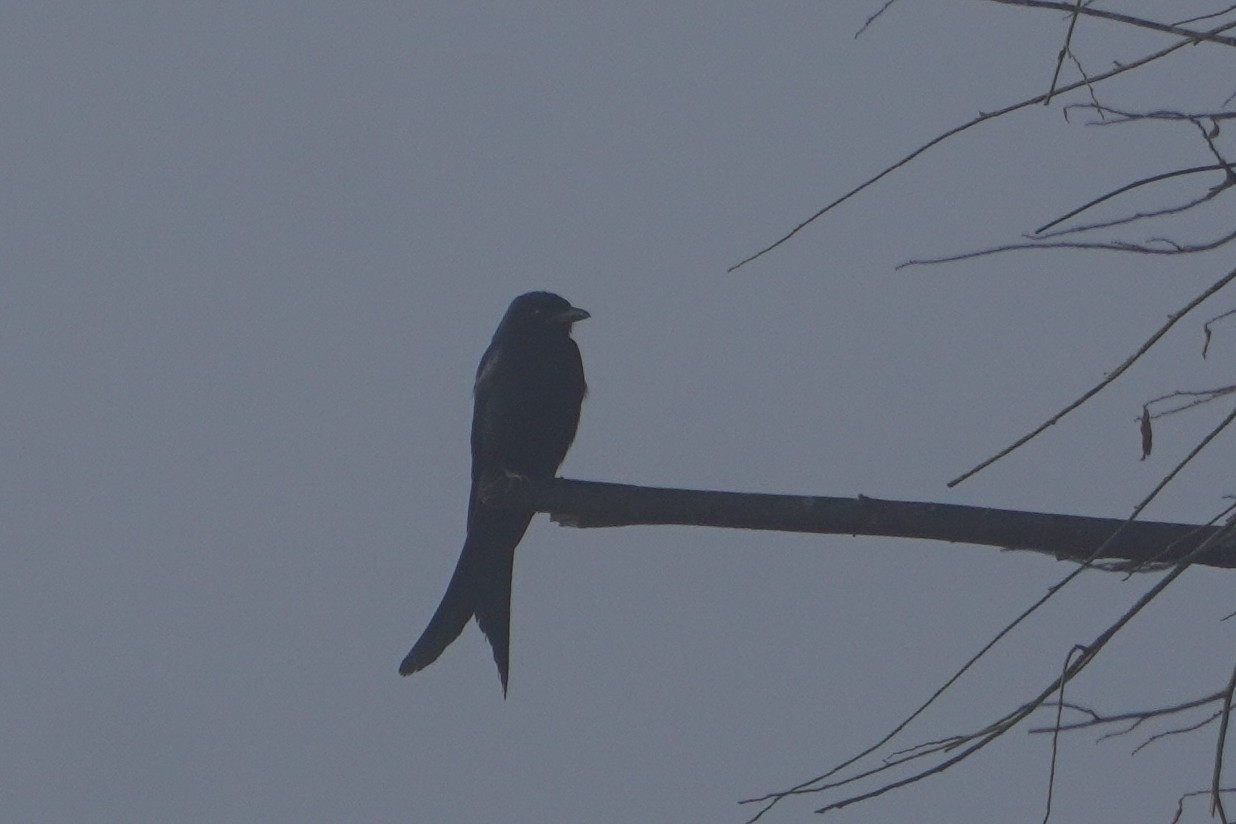 Black Drongo (Dicrurus macrocercus), photo 6
