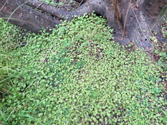 Hydrocotyle robusta