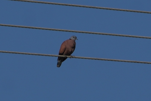 Red Collared Dove (Streptopelia tranquebarica)
