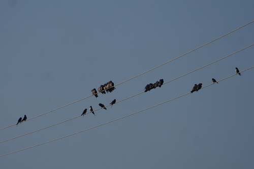 Ashy Woodswallow (Artamus fuscus), photo 3