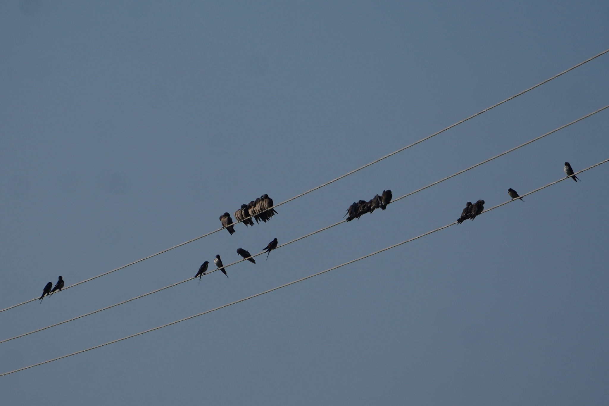 Ashy Woodswallow (Artamus fuscus), photo 3