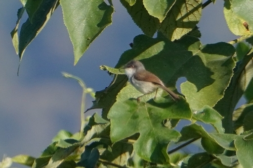 Grey-breasted Prinia (Prinia hodgsonii), photo 9
