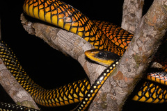 Keelback Snake photo 1