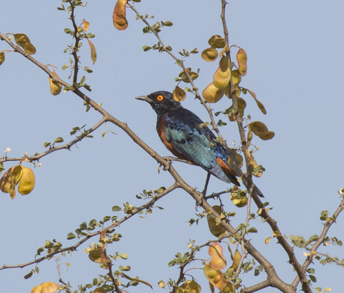 Shelley's Starling (Lamprotornis shelleyi), photo 9