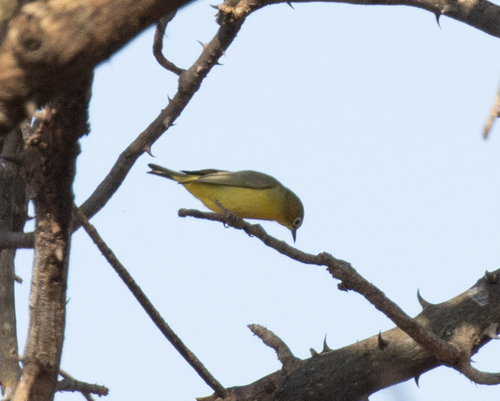 Pale White-eye (Zosterops flavilateralis), photo 2