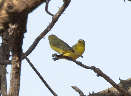 Pale White-eye (Zosterops flavilateralis), photo 10