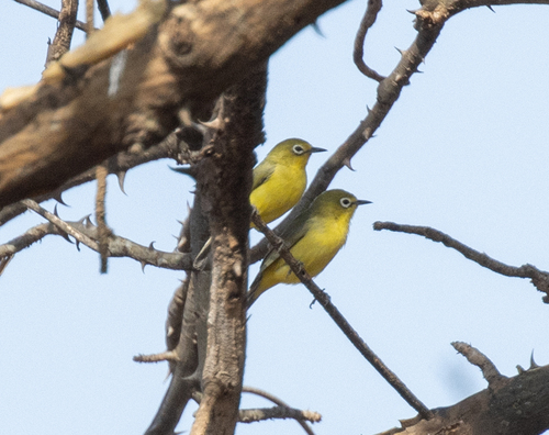 Pale White-eye (Zosterops flavilateralis), photo 9