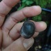 Grey Waxcap - Photo (c) Adam J. Searcy, some rights reserved (CC BY), uploaded by Adam J. Searcy