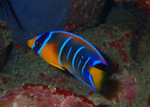 Angelfish (Holacanthus ciliaris) — Pomacanthidae — 2