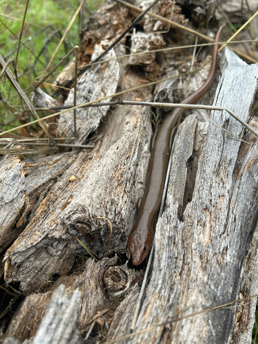 iNaturalist observation photo of Gilbert's Skink