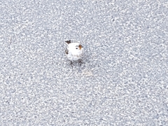 Erithacus rubecula