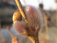 Salix gracilistyla