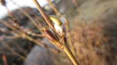 Salix gracilistyla