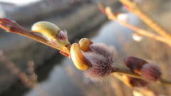 Salix gracilistyla
