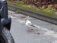 Erithacus rubecula